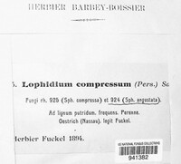 Lophiostoma compressum image